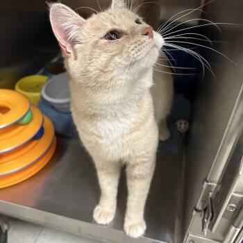 Domestic Short Hair Cats Available for Adoption in La Grange Park, Illinois - Pluto | PetCurious
