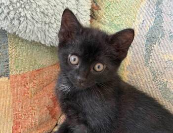Theodore -  Domestic Short Hair Cat for Adoption in Columbus, Indiana - Theodore | PetCurious