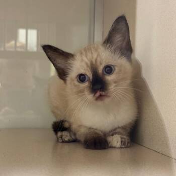 Siamese and Domestic Short Hair Cats Available for Adoption in League City, Texas - Juliette | PetCurious