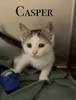 KITTENS -  Domestic Short Hair Cat for Adoption in Craig, Colorado - KITTENS | PetCurious