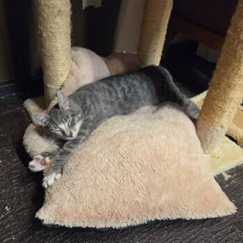 20260624-A5 T-Pain -  Domestic Short Hair Cat for Adoption in Chehalis, Washington - 20260624-A5 T-Pain | PetCurious