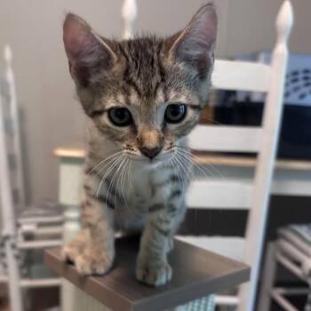 Rotisserie (half tail) -  Domestic Short Hair Cat for Adoption in Chattanooga, Tennessee - Rotisserie (half Tail) | PetCurious