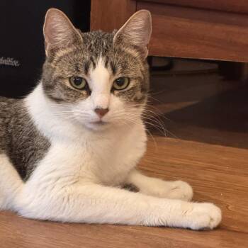 Domestic Short Hair Cats Available for Adoption in Phoenix, Arizona - Molly | PetCurious