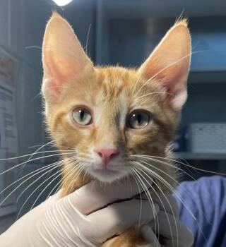 Rusty-O -  Domestic Short Hair Cat for Adoption in Golden, Colorado - Rusty-O | PetCurious