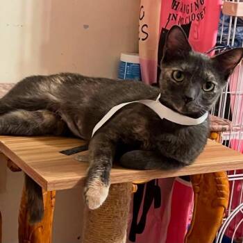 Betty -  Domestic Short Hair Cat for Adoption in New York, New York - Betty | PetCurious