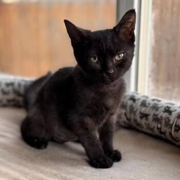 Rescue Domestic Short Hair Cats for Adoption in Morrison, Colorado - Grace Shah | PetCurious