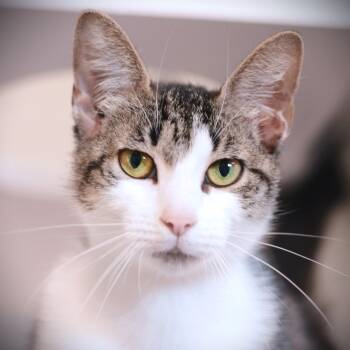 Domestic Short Hair Cats Available for Adoption in Amsterdam, New York - Missy | PetCurious