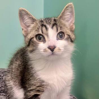B-Mo -  Domestic Short Hair Cat for Adoption in Pontiac, Michigan - B-Mo | PetCurious