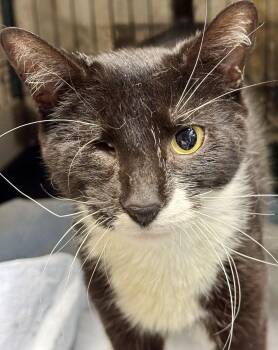 KORA N. -- the total package -  Domestic Short Hair Cat for Adoption in New York, New York - KORA N. -- The Total Package | PetCurious