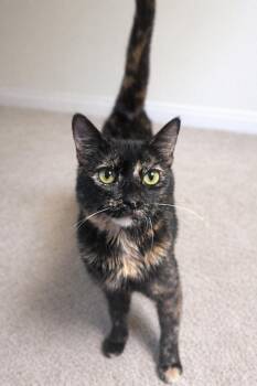Nugget -  Domestic Short Hair Cat for Adoption in Homer Glen, Illinois - Nugget | PetCurious