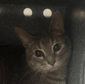 Domestic Short Hair Cats Available for Adoption - Tortilla Chip | PetCurious