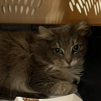 Domestic Medium Hair Cats Available for Adoption in Salt Lake City, Utah - Fantasy | PetCurious