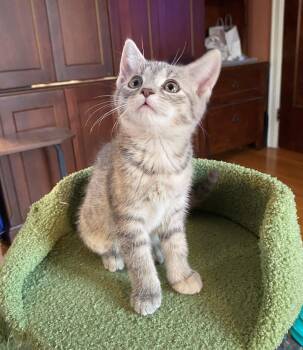 Domestic Short Hair Cats Available for Adoption in Minneapolis, Minnesota - Reba | PetCurious