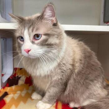 Albert -  Domestic Long Hair Cat Available for Adoption in Duncan, Oklahoma - Albert | PetCurious