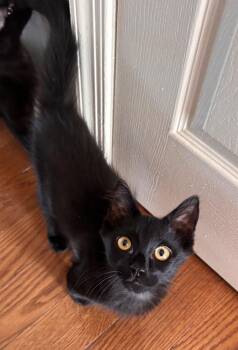 Little Kitten -  Domestic Medium Hair Cat for Adoption in Frederick, Maryland - Little Kitten | PetCurious