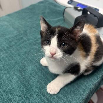 Sabine -  Domestic Short Hair Cat Available for Adoption in Riverside, California - Sabine | PetCurious