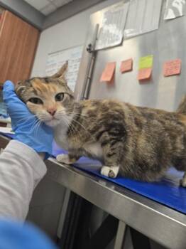 Domestic Short Hair Cats Available for Adoption in Hagerstown, Maryland - STARFIRE | PetCurious