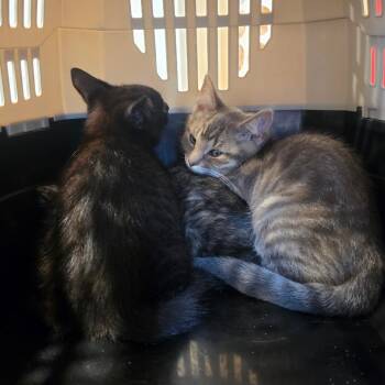 Stetson -  Domestic Short Hair Cat for Adoption in Tipton, Indiana - Stetson | PetCurious