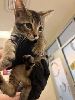 Joe -  Domestic Short Hair Cat for Adoption in Wichita, Kansas - Joe | PetCurious