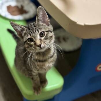 Rescue Domestic Short Hair Cats for Adoption in Portage, Michigan - Sandalwood | PetCurious