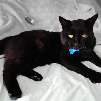 Rescue Domestic Short Hair Cats for Adoption in Springfield, Missouri - Kaala | PetCurious