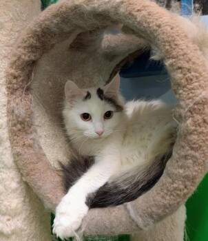 Domestic Long Hair Cats Available for Adoption - Patches 4311 | PetCurious