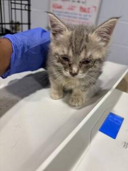 Sunkiss -  Domestic Short Hair Cat for Adoption in Cincinnati, Ohio - Sunkiss | PetCurious