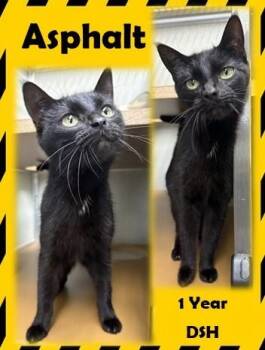 Asphalt -  Domestic Short Hair Cat for Adoption in Franklin, Indiana - Asphalt | PetCurious