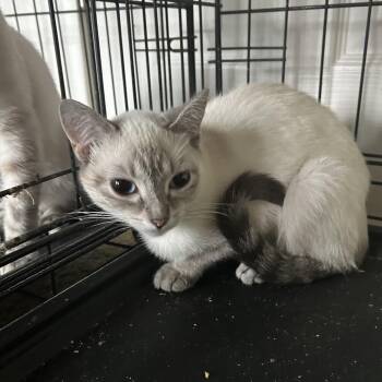 Domestic Short Hair Cats Available for Adoption in Springdale, Arkansas - Arianna | PetCurious