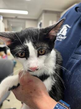 Able -  Domestic Short Hair Cat for Adoption in Hopkinsville, Kentucky - Able | PetCurious