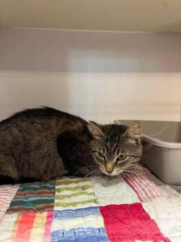 Purrsephone -  Domestic Short Hair Cat for Adoption in Bolivar, Missouri - Purrsephone | PetCurious