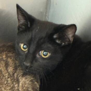 Phoenix -  Domestic Short Hair Cat for Adoption in Dearborn, Michigan - Phoenix | PetCurious