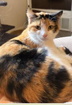 Rescue Domestic Short Hair Cats for Adoption in Kansas City, Missouri - Freya | PetCurious