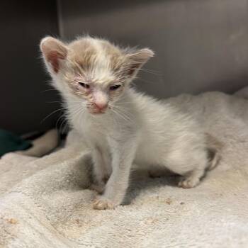 Gelato -  Domestic Short Hair Cat for Adoption in Edinburg, Texas - Gelato | PetCurious