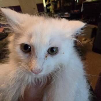 Shell (in Chestertown, MD) -  Domestic Long Hair Cat for Adoption - Shell (in Chestertown, MD) | PetCurious
