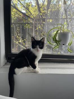 Rescue Domestic Short Hair Cats for Adoption in Stamford, Connecticut - Stunning, Snuggly Santorini | PetCurious