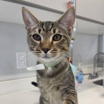 Roger -  Domestic Short Hair Cat for Adoption in Winston-salem, North Carolina - Roger | PetCurious