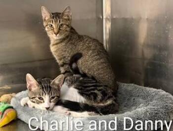 Danny -  Tabby Cat for Adoption in Clawson, Michigan - Danny | PetCurious