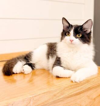 Salem and Shiloh - BONDED PAIR of UBER LOVERS - Spectacular x 2  -  Ragdoll and Turkish Van Cat for Adoption in Bedford Hills, New York - Salem And Shiloh - BONDED PAIR Of UBER LOVERS - Spectacular X 2  | PetCurious