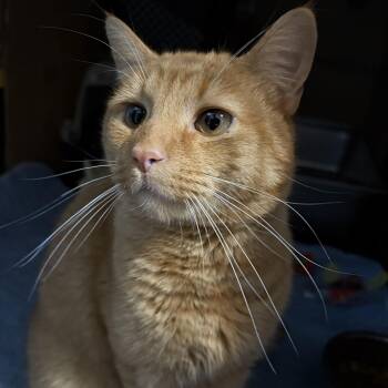 Domestic Short Hair Cats Available for Adoption in Ben Avon, Pennsylvania - PICKLE | PetCurious