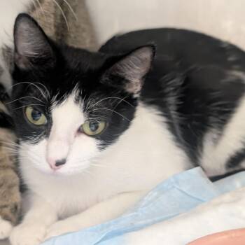 Thing -  Domestic Short Hair Cat for Adoption in Sand Springs, Oklahoma - Thing | PetCurious