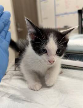 ROWAN -  Domestic Short Hair Cat for Adoption in Baytown, Texas - ROWAN | PetCurious
