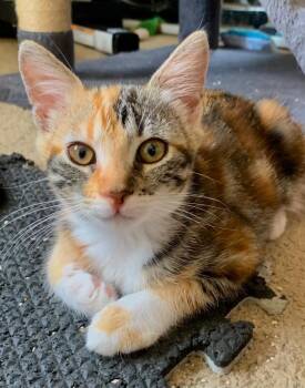 Rhonda -  Tabby Cat for Adoption - Rhonda | PetCurious
