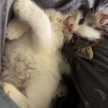 Spyro -  Domestic Medium Hair Cat for Adoption in Shinnston, West Virginia - Spyro | PetCurious