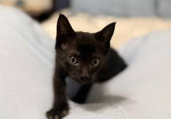 Saint Laurent - ADOPTED -  Domestic Short Hair Cat for Adoption in Chamblee, Georgia - Saint Laurent - ADOPTED | PetCurious