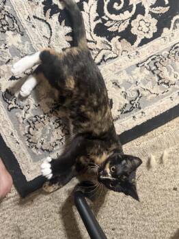 Tsunami -  Domestic Short Hair Cat for Adoption in Plymouth, Michigan - Tsunami | PetCurious