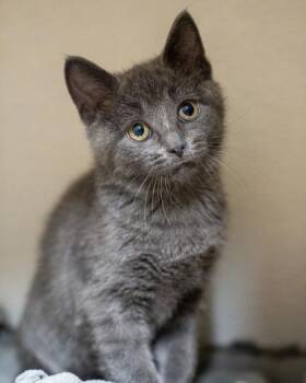 Silas -  Domestic Short Hair Cat for Adoption in Pequot Lakes, Minnesota - Silas | PetCurious