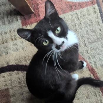 Domestic Short Hair Cats Available for Adoption in Idaho Falls, Idaho - Boots | PetCurious