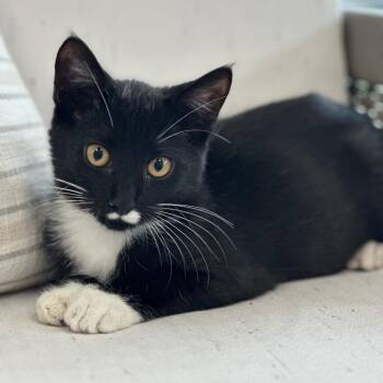 Rescue Domestic Short Hair Cats for Adoption in Chesapeake, Virginia - Barley | PetCurious
