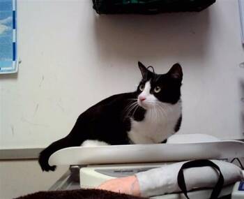 A1048348 -  Domestic Short Hair Cat for Adoption in Martinez, California - A1048348 | PetCurious